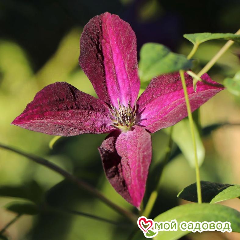 Клематис Блэк Принц ЗКС