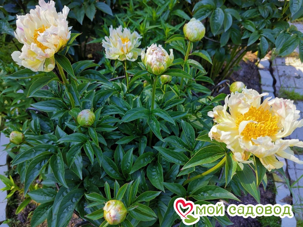 Пион Грин Лотус