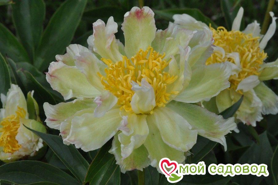 Пион Грин Лотус